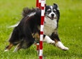Dog Agility Weave Run Royalty Free Stock Photo